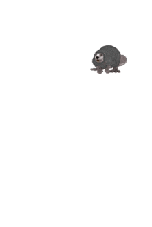 image animée de castor